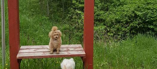Dog Friendly Manitoba