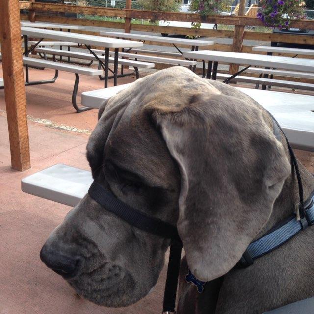 Birch and Barley restaurant view 1