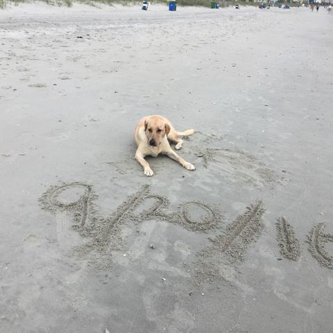 Myrtle Beach Resorts Dog Friendly Myrtle Beach Resorts Dog Friendly