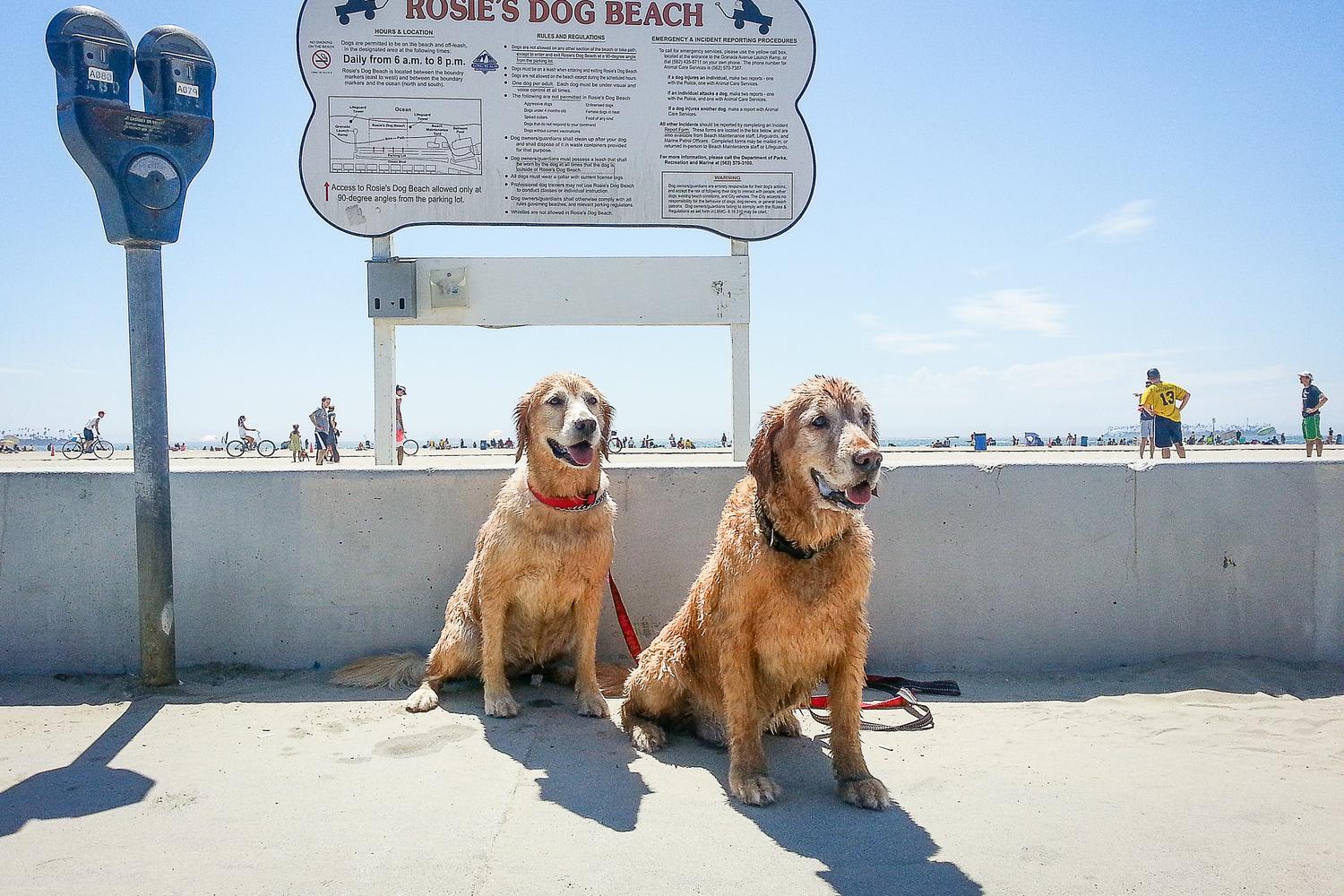 Rosie's Dog Beach of Long Beach