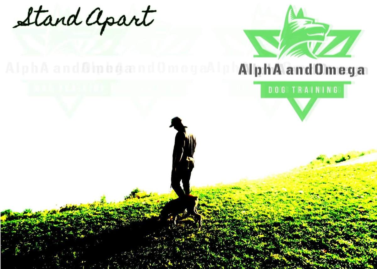 Tampa AlphA and Omega Dog Training