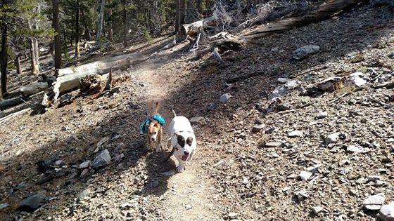 Sugarloaf Mountain Trail