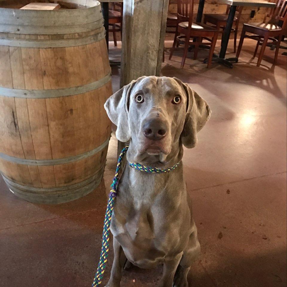 Dog Friendly Geneva, NY