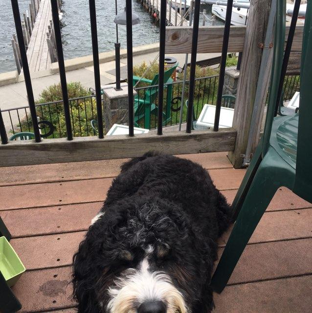 christies dog grooming table