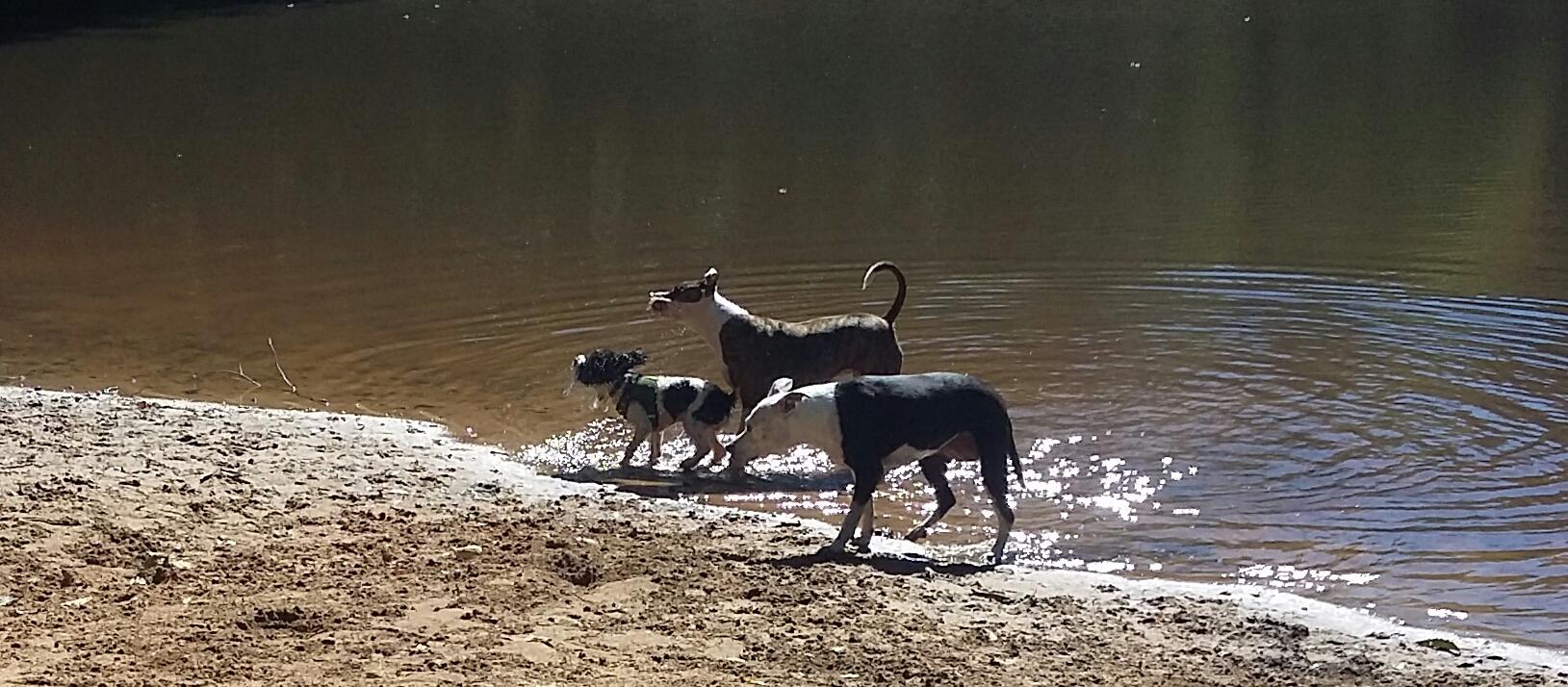 Dog Friendly Blackwood, NJ