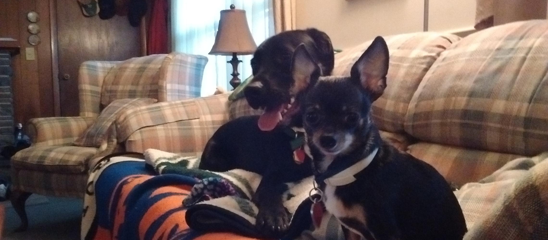 Dog Friendly Whitestone, NY