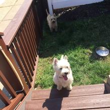 The Celtic House Irish Pub & Restaurant restaurant view 1