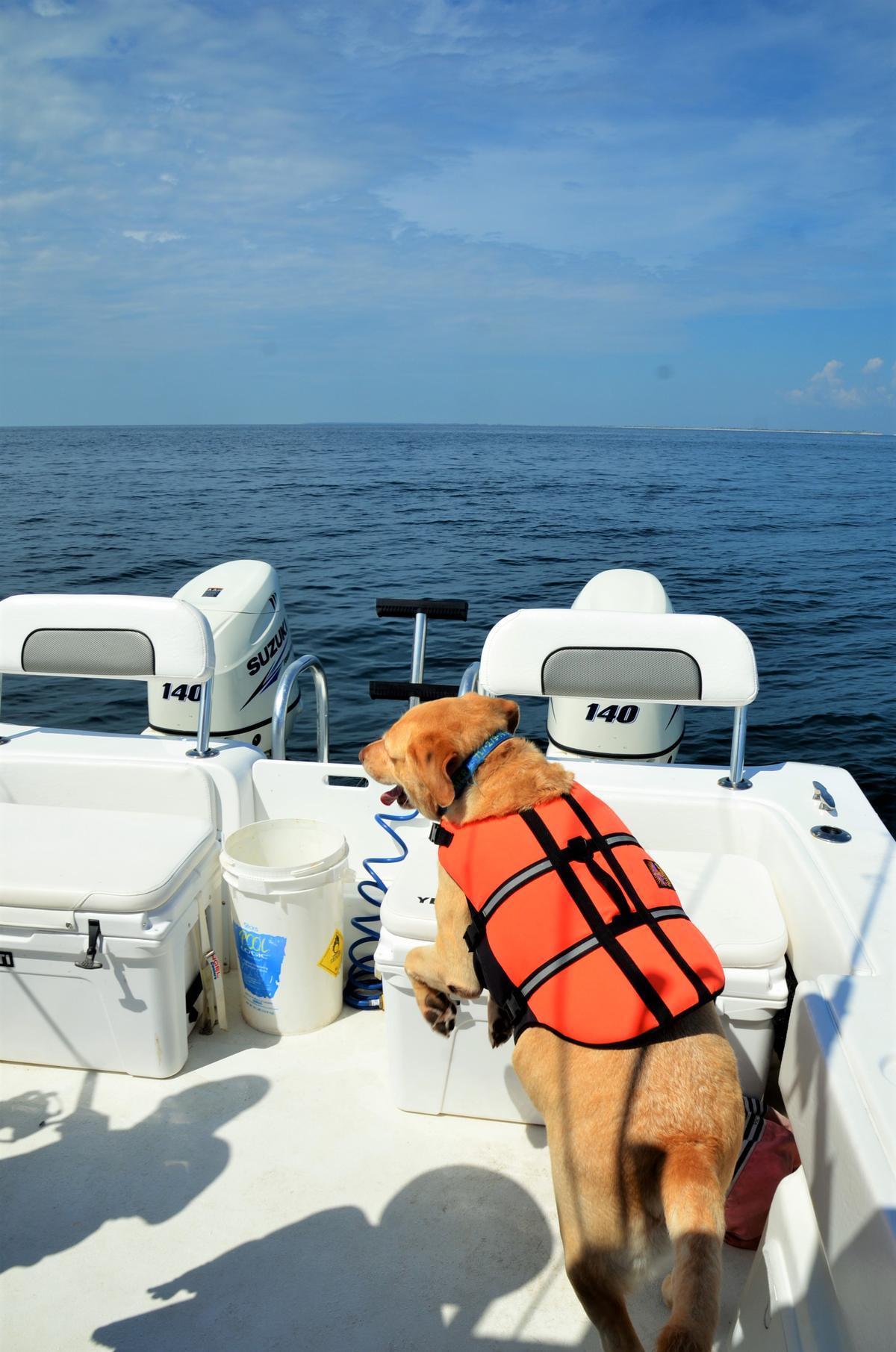 Boomer Checking Out The Boat