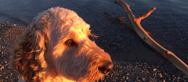 Dog Friendly Glen Arbor, MI