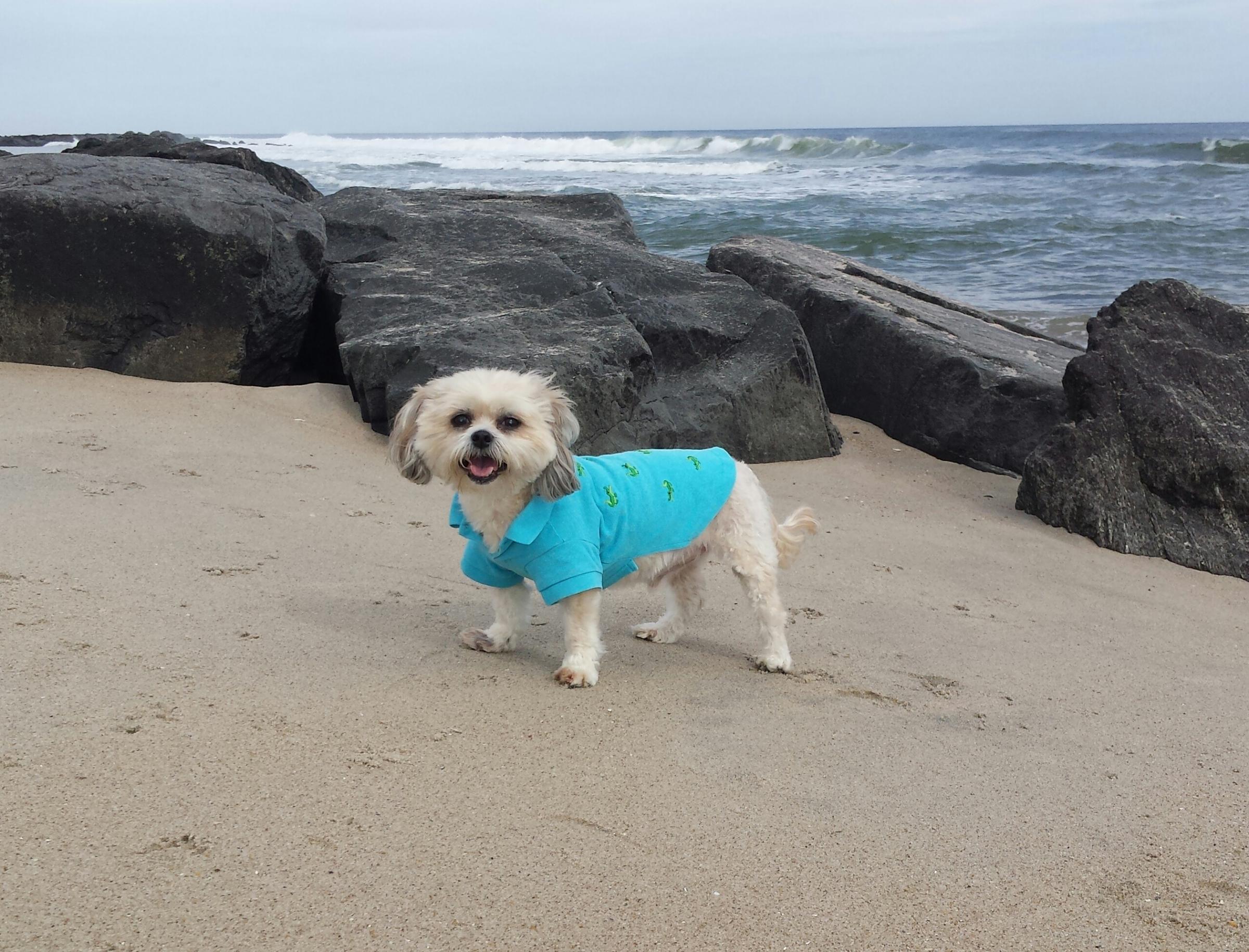 is asbury park beach dog friendly