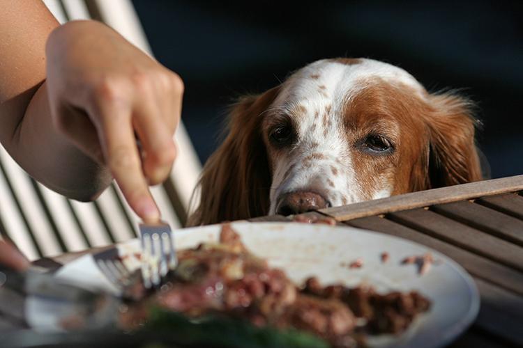 Give a Dog a Bone