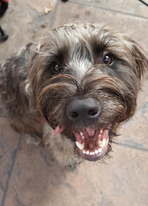 Dog Friendly Chattanooga Tn