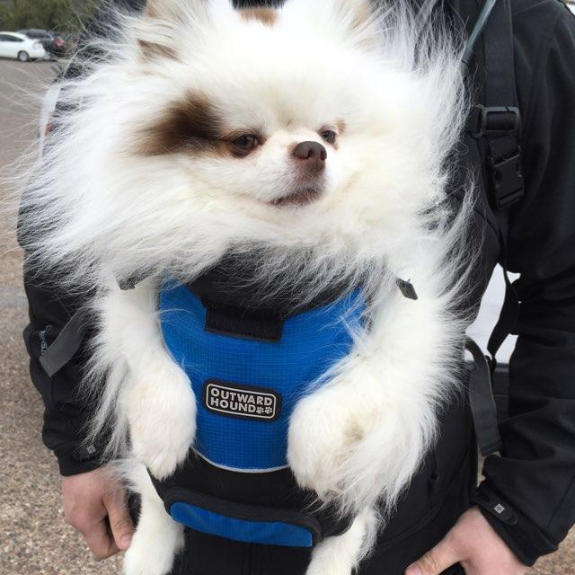 Dog Friendly Grand Canyon, AZ