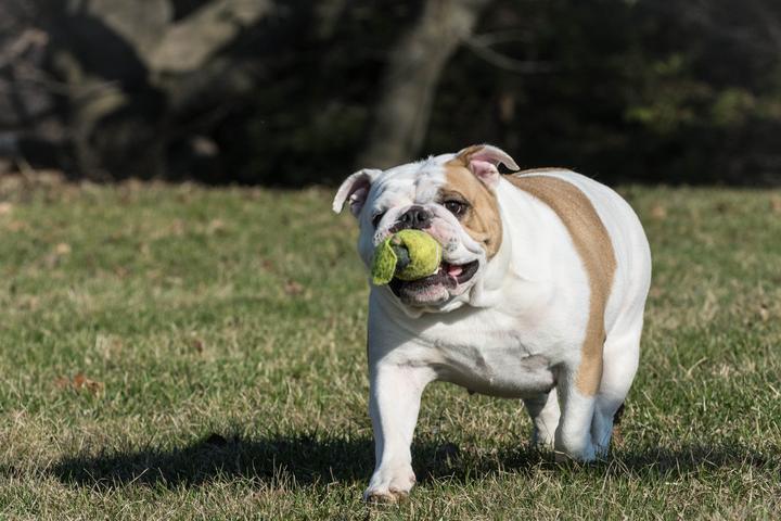 Pet Friendly Dog Park at Emmans Park