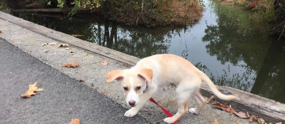 Dog Friendly Central City, KY