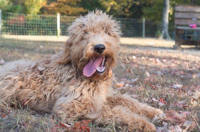 First Dog Park experience