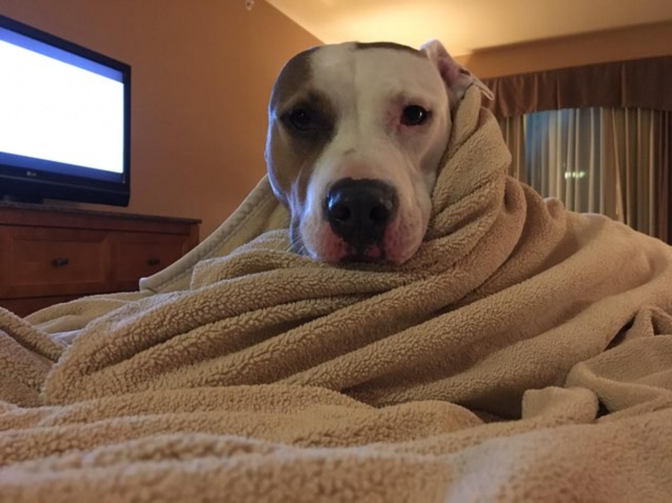 La Quinta Inn And Suites Twin Falls Pet Policy