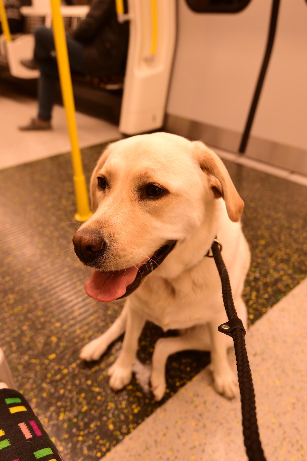 are dogs allowed on metro north
