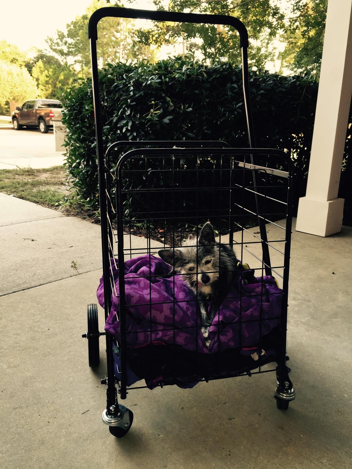 Sugarfoot Loves A Buggy Ride!