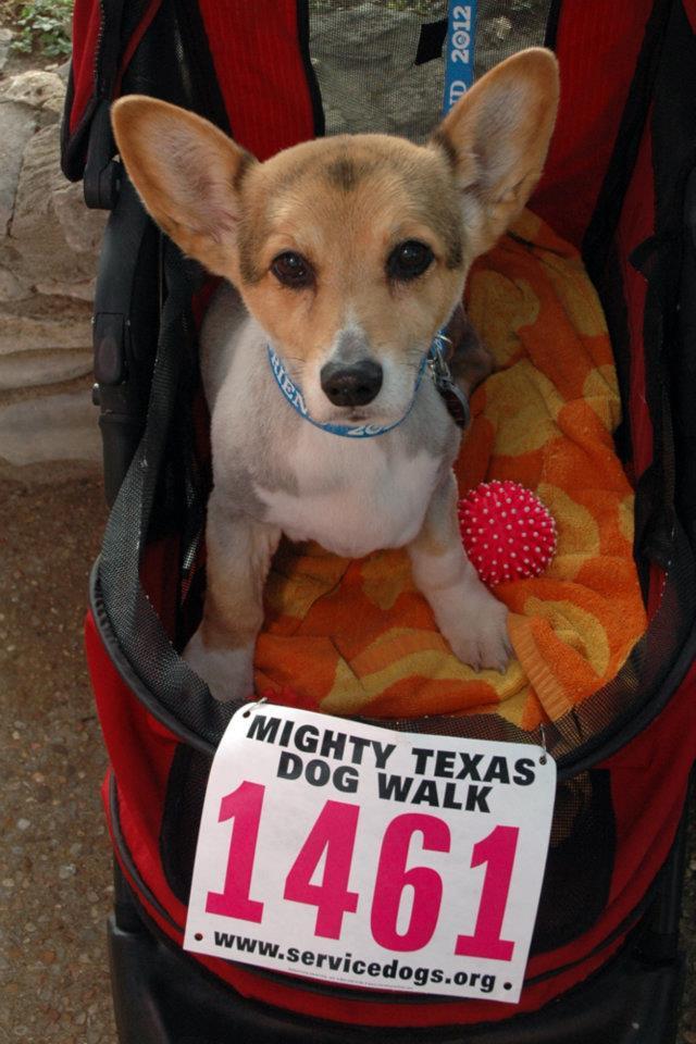 corgi stroller