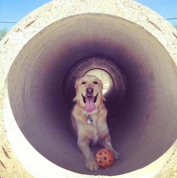 Tunnel Time at Smiling Dog Ranch