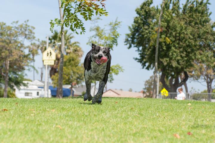 Pet Friendly Anne Fracassa Memorial Dog Park