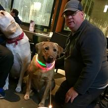 Lazy Dog Restaurant & Bar restaurant view 3