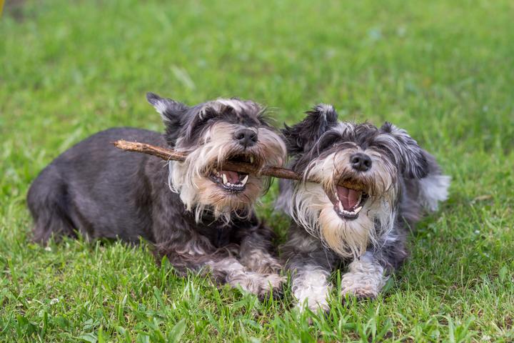 Pet Friendly Cummingston Park Dog Run