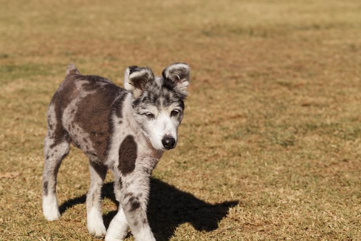 Pet Friendly Founders Park Off Leash Dog Area
