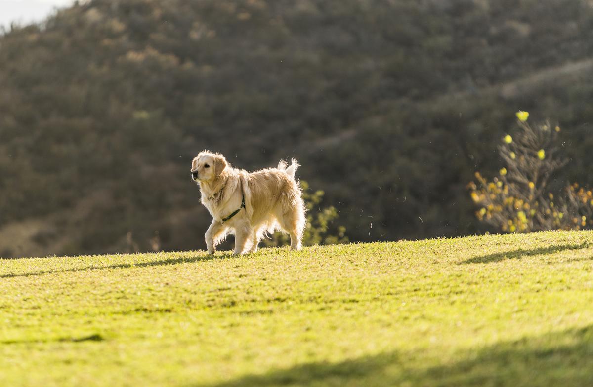 Dogs Playing Outside