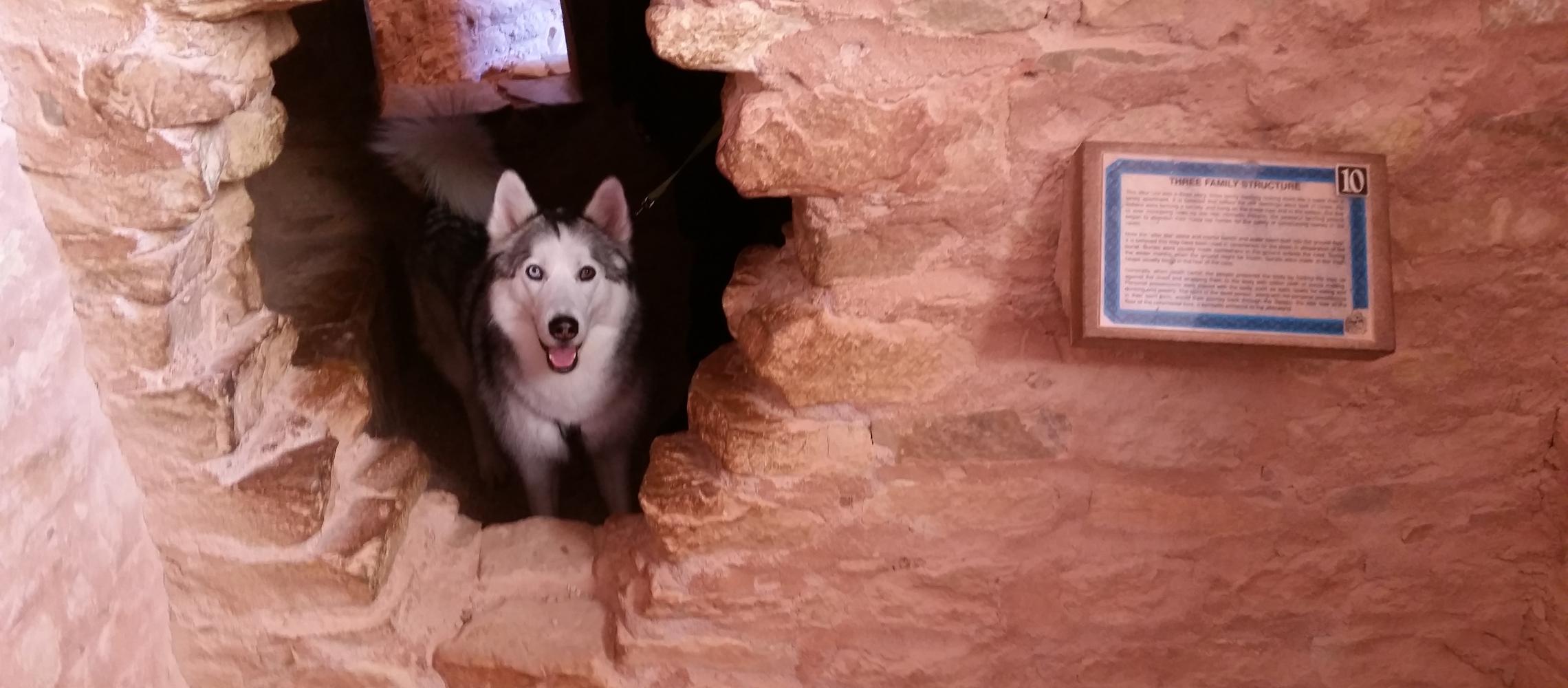 Dog Friendly Manitou Springs, CO