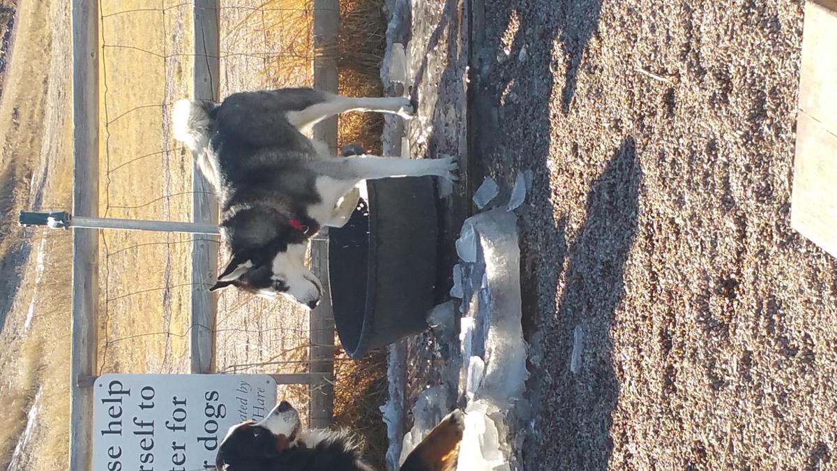 Cheyenne Community Nancy Mockler Dog Park