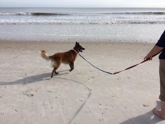 Dog Friendly Saint Augustine Beach Fl