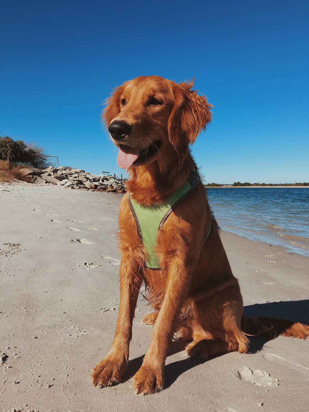 Dog Friendly Wrightsville Beach, NC