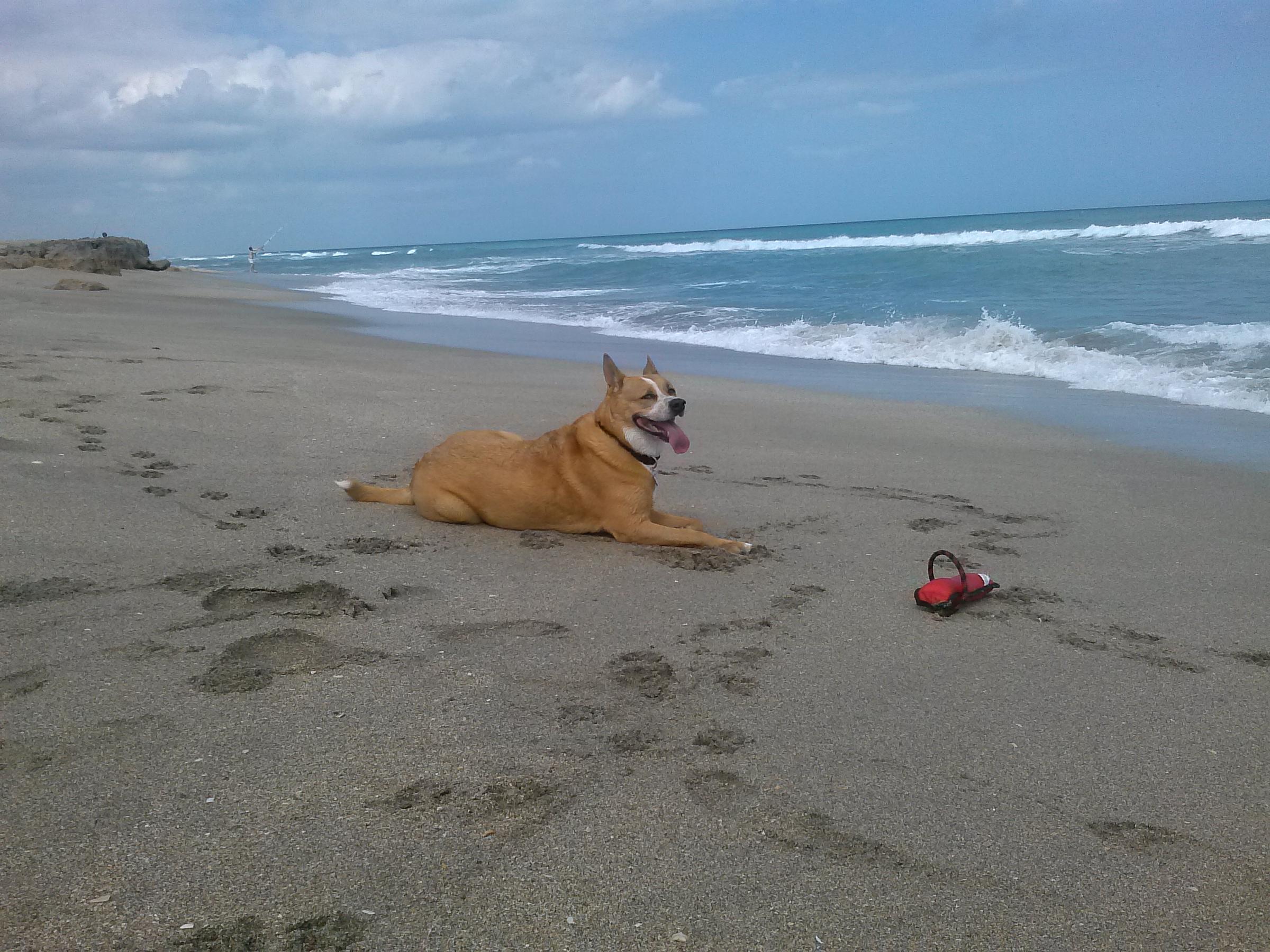 is lake worth beach dog friendly