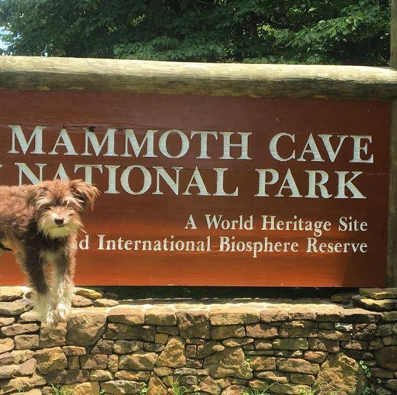 are dogs allowed in mammoth caves