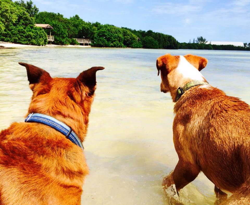 Harvey and Stanley @ Anne's Beach