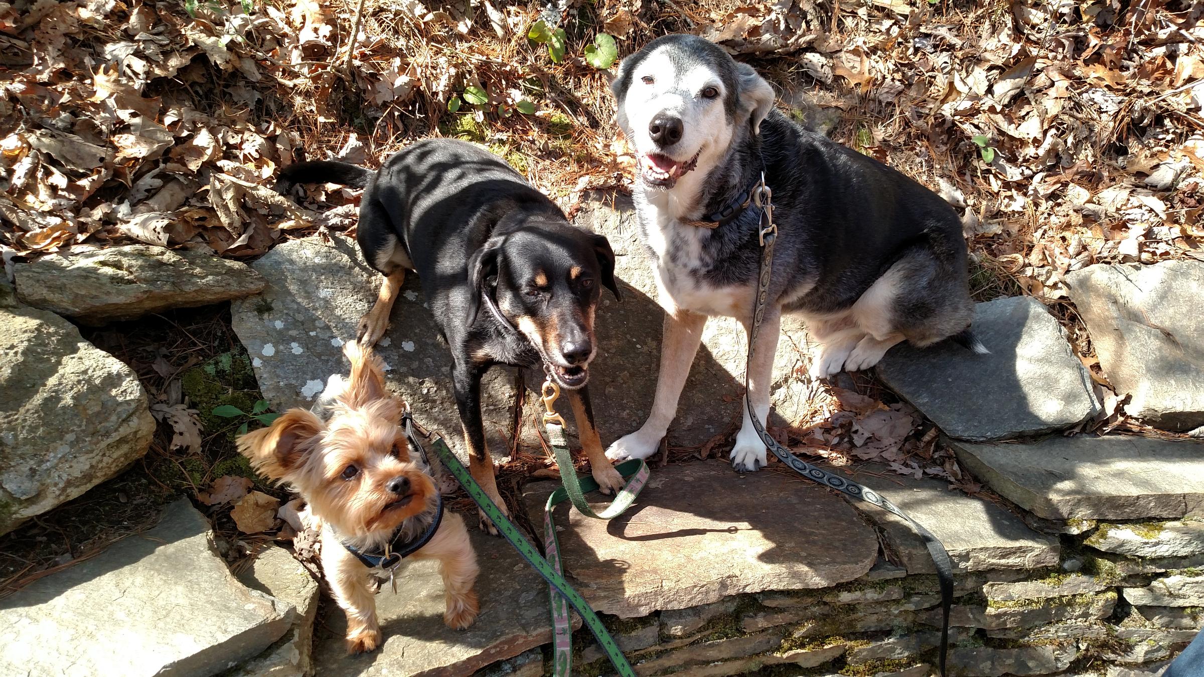 are dogs allowed in the arboretum asheville