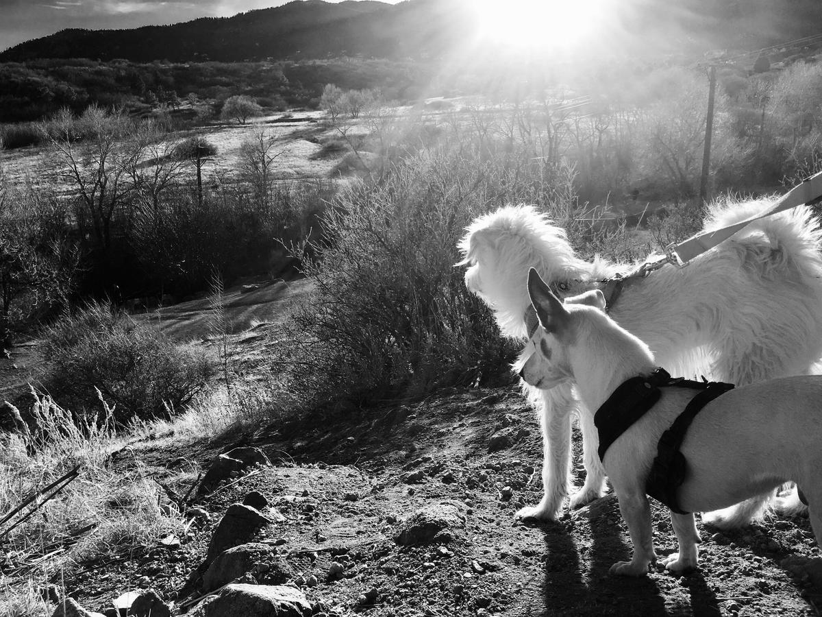 Dog Friendly Colorado