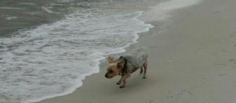 Dog Friendly Carrabelle, FL