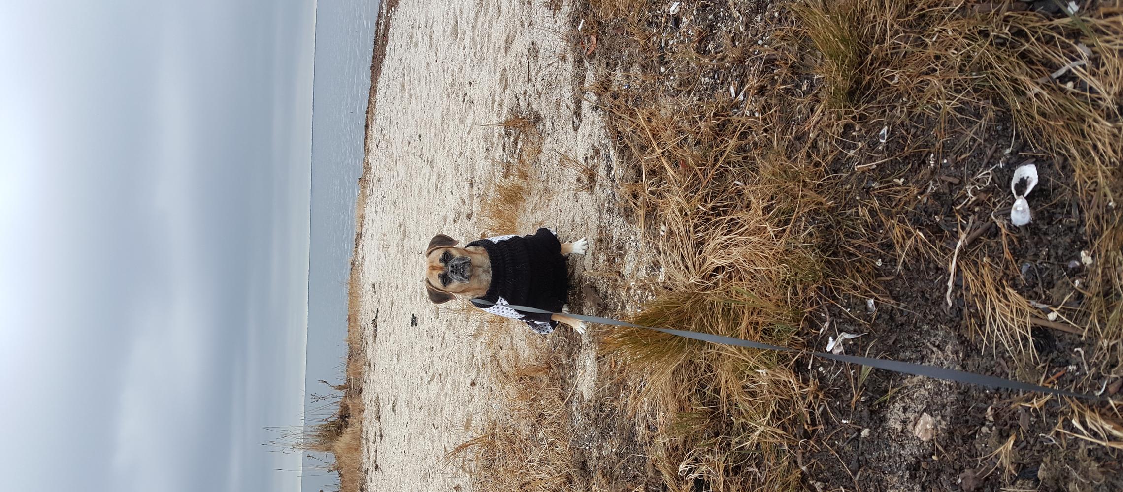 Dog Friendly Bay Shore, NY