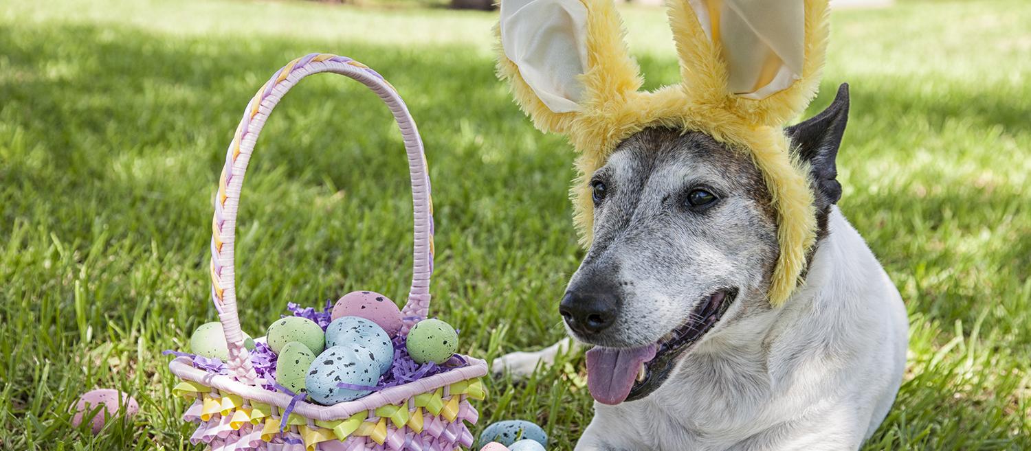 EASTER PHOTO EASTER PHOTO