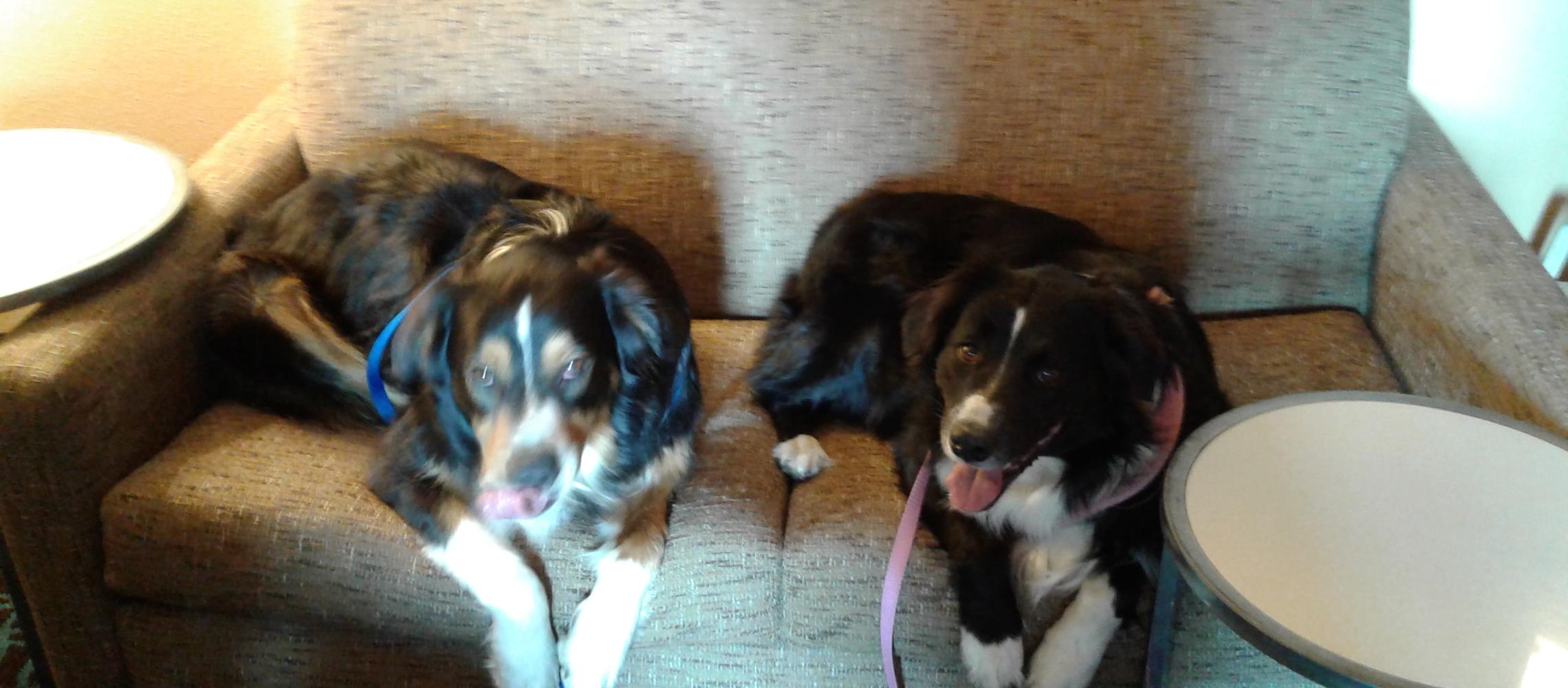 Dog Friendly Reynoldsburg, OH