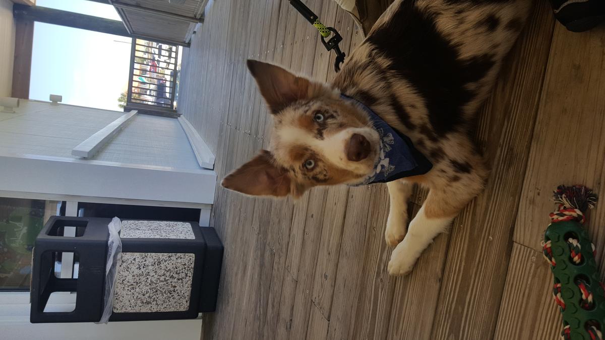 Blue Parrot Ocean Front Cafe restaurant view 11