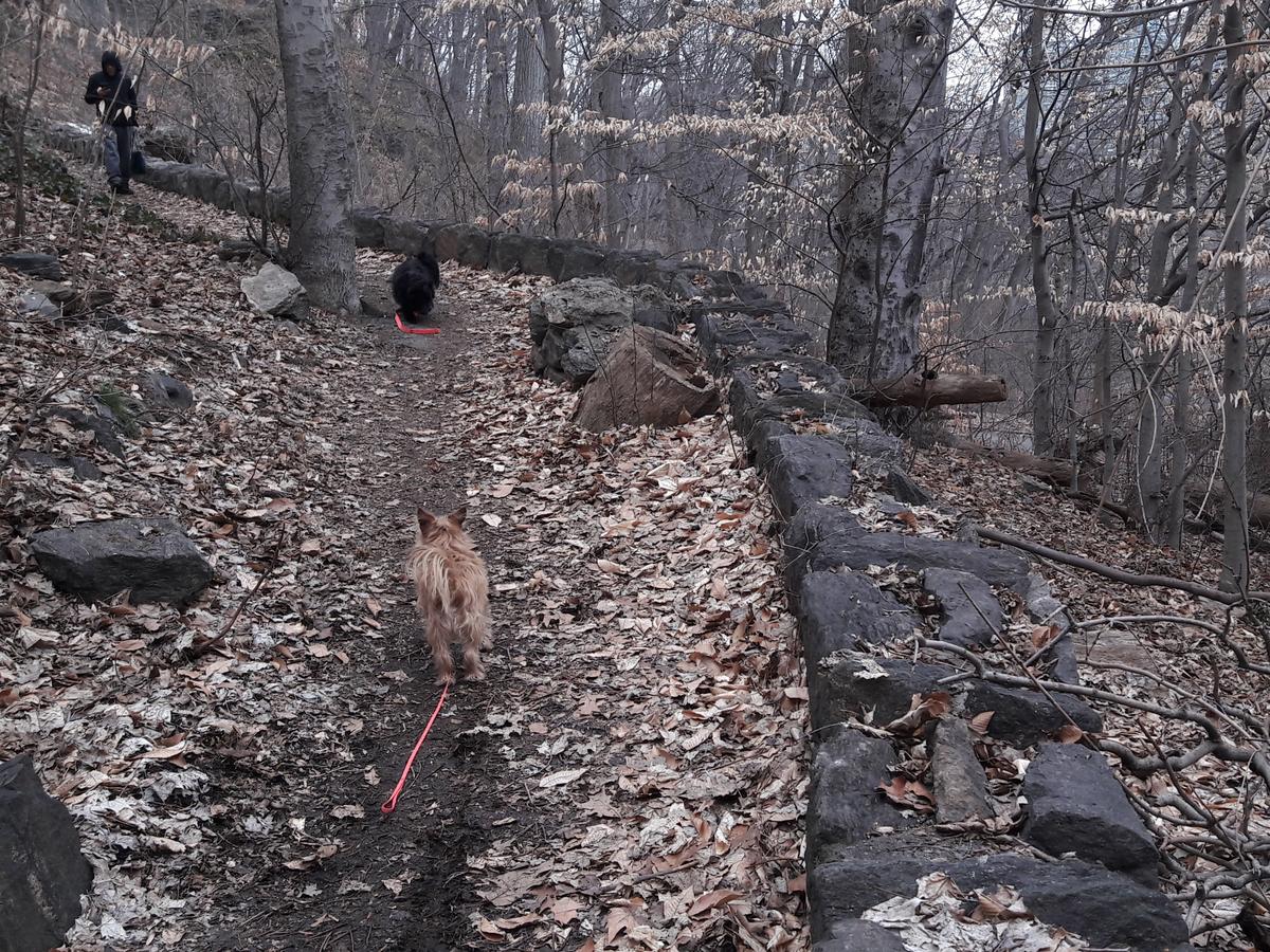 Out with Pup Scouts