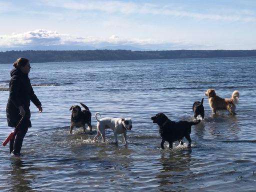 are dog allowed at edmonds parks