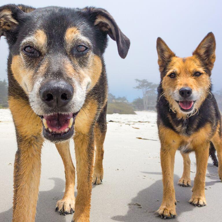Tennessee and Sabina at the beach