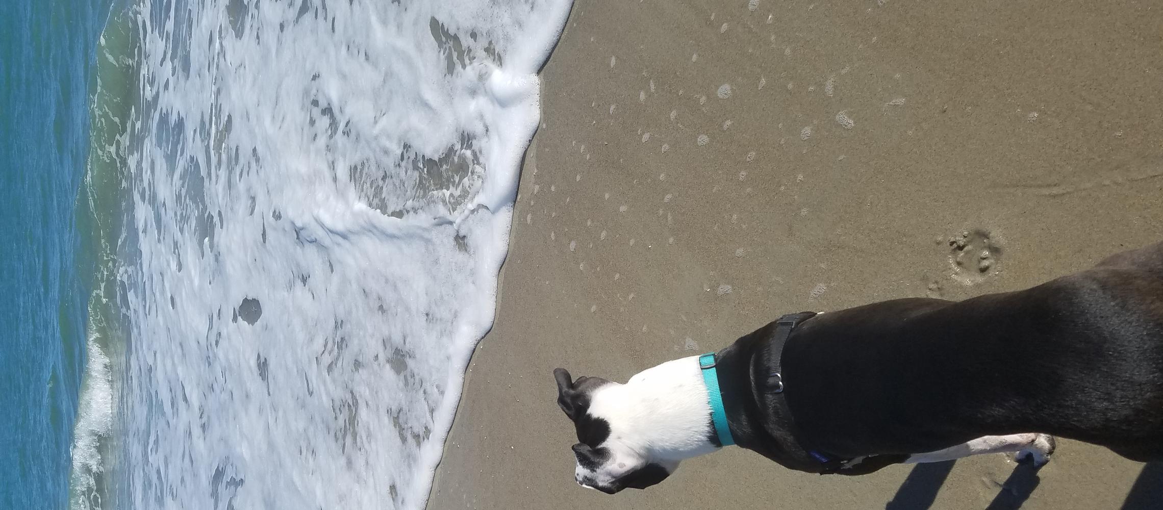 Dog Friendly Emerald Isle, NC