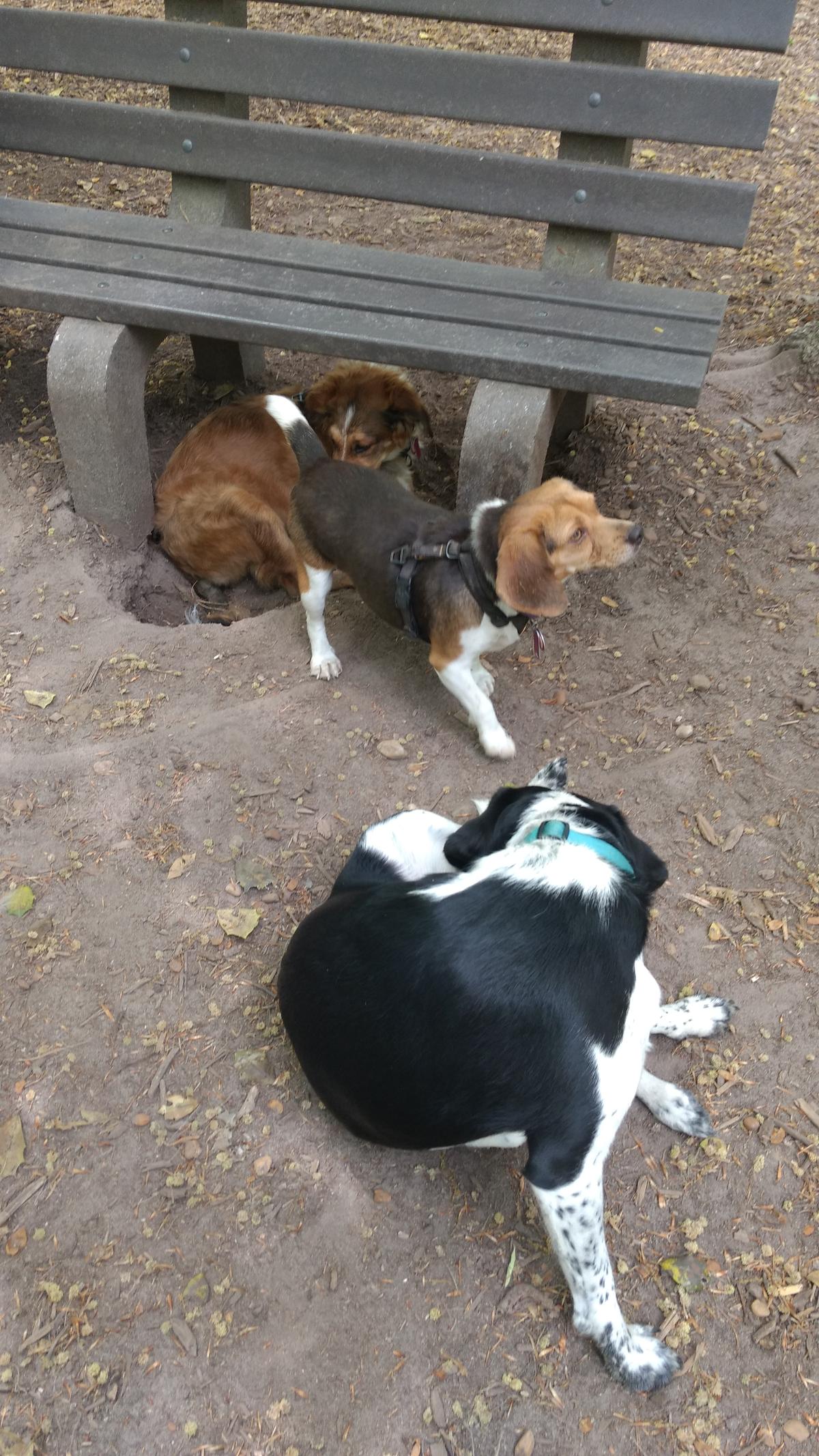 Dog Friendly Williamsburg, VA