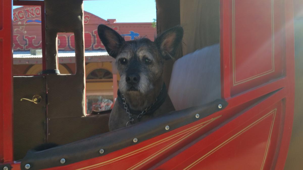 Dog Friendly Tombstone, AZ BringFido
